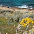 Cala Mesquida