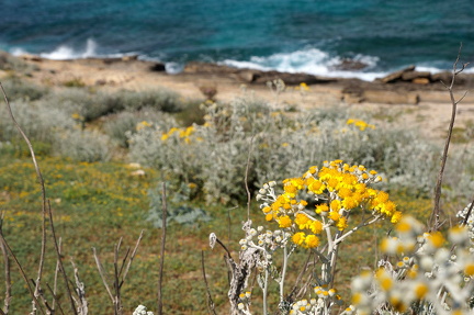 Cala Mesquida