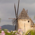 Museo de los molinos, Palma