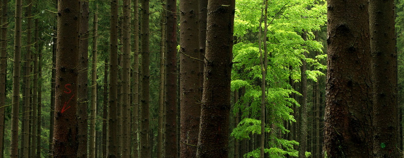 Harz 05.jpg