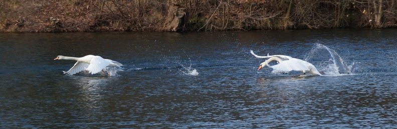 Münsterland 05