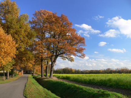 Münsterland 09