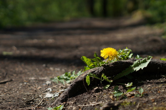 Teutoburger Wald 03