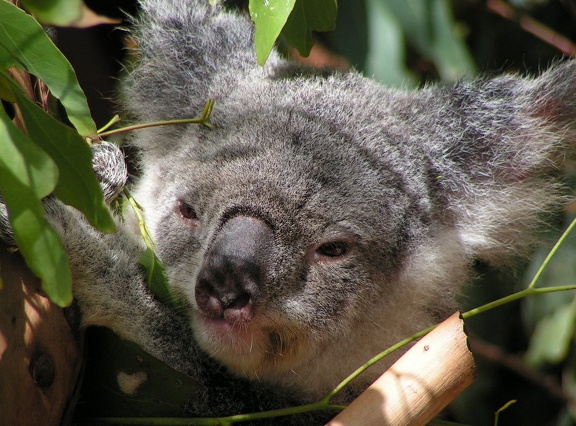 Brisbane, Lone Pine Koala Sanctuary