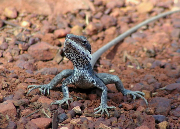 Ein Bewohner des Kings Canyon