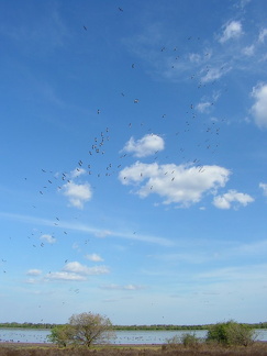 Mamukala Wetlands