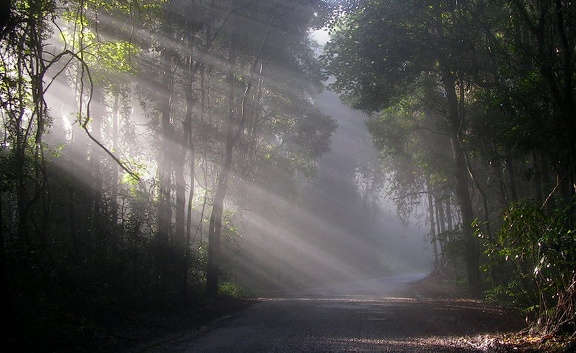 Lamington National Park