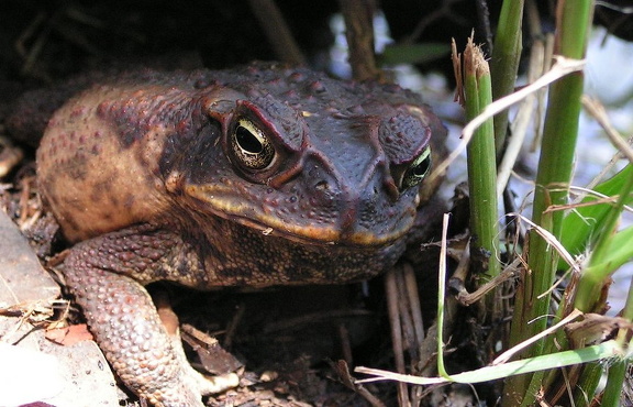 Cane Toad / Aga-Kröte