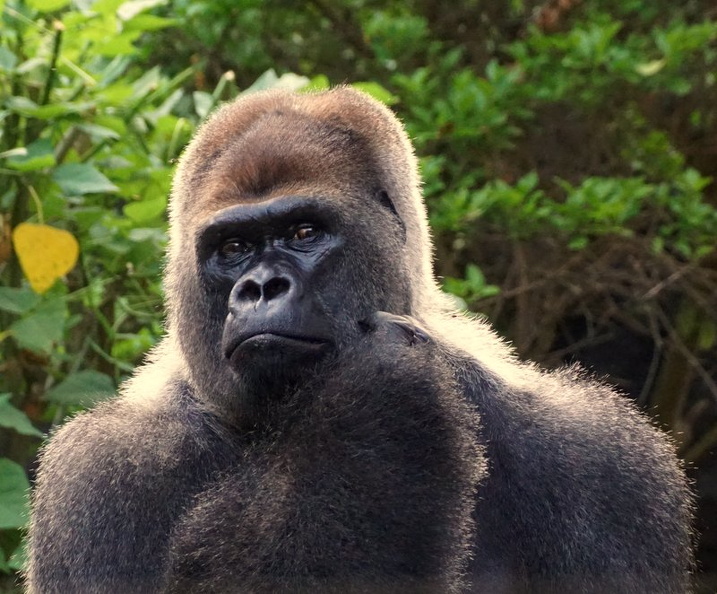 Loro Parque