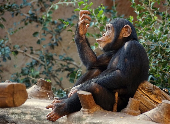 Loro Parque