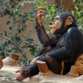 Loro Parque