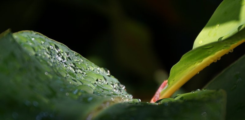 Jardín Botánico, Puerto de la Cruz