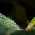 Jardín Botánico, Puerto de la Cruz